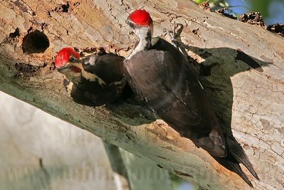 _MG_5769 Pileated Woodpecker.jpg