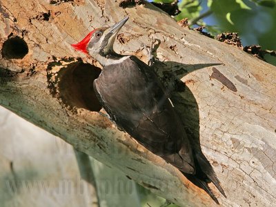 _MG_5774 Pileated Woodpecker.jpg