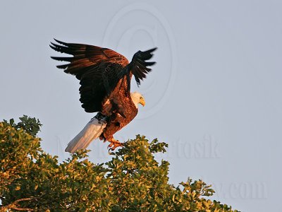 _MG_5184 Bald Eagle.jpg