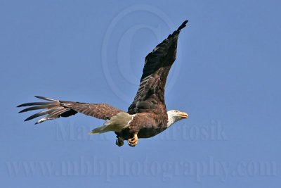 _MG_6478 Bald Eagle.jpg