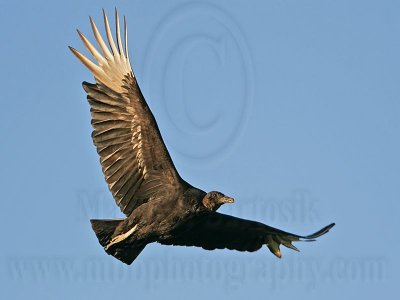 _MG_5299 Black Vulture.jpg
