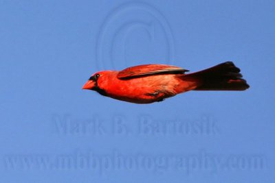 _MG_5326 Northern Cardinal.jpg
