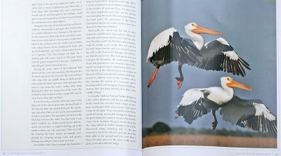 American White Pelican HAB book.jpg