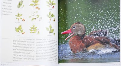 Black-bellied Whistling-Duck HAB book.jpg