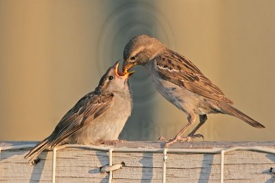 IMG_3419 House Sparrow.jpg