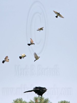 _MG_3701 Cassin's Kingbird mobbing Common Raven.jpg