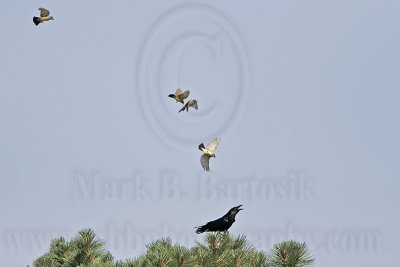 _MG_3710 Cassin's Kingbird mobbing Common Raven.jpg