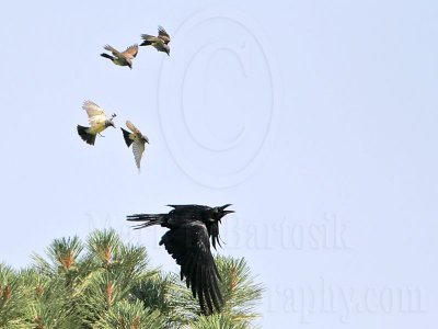 _MG_3729 Cassin's Kingbird mobbing Common Raven.jpg