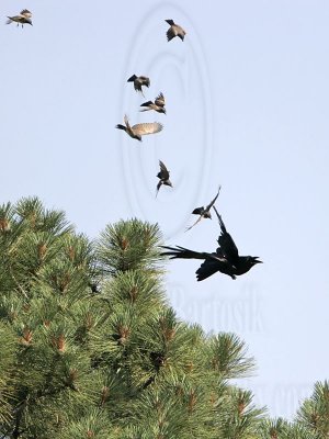 _MG_3731 Cassin's Kingbird mobbing Common Raven.jpg