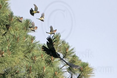 _MG_3732 Cassin's Kingbird mobbing Common Raven.jpg