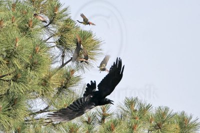 _MG_3733 Cassin's Kingbird mobbing Common Raven.jpg