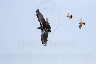 _MG_3760 Cassin's Kingbird mobbing Common Raven.jpg