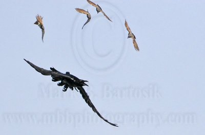 _MG_3764crop .Cassin's Kingbird mobbing Common Ravenjpg
