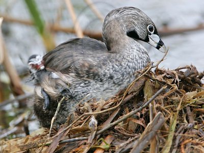 _MG_5512 Pied-billed Grebe.jpg