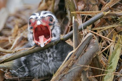 Pied-billed Grebe nesting - April 23, 2007 Upper Texas Coast