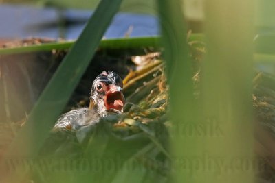 _MG_1196 Pied-billed Grebe.jpg