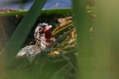 _MG_1198 Pied-billed Grebe.jpg