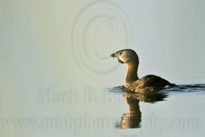 _MG_1613 Pied-billed Grebe.jpg
