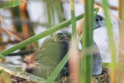 _MG_2186 Pied-billed Grebe.jpg