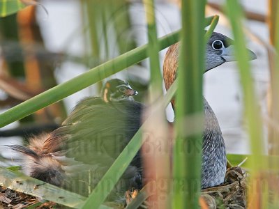 _MG_2187 Pied-billed Grebe.jpg
