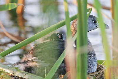 _MG_2214 Pied-billed Grebe.jpg