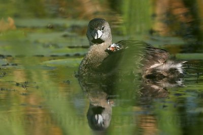 _MG_4071 Pied-billed Grebe.jpg