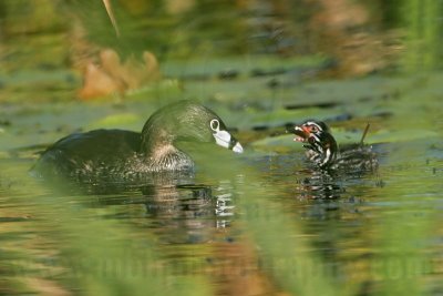 _MG_4093 Pied-billed Grebe.jpg