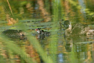 _MG_4095 Pied-billed Grebe.jpg