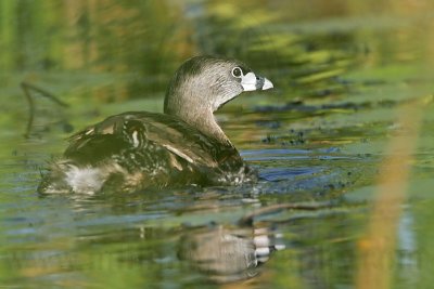 _MG_4120 Pied-billed Grebe.jpg