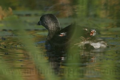_MG_4127 Pied-billed Grebe.jpg