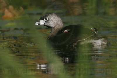 _MG_4128 Pied-billed Grebe.jpg