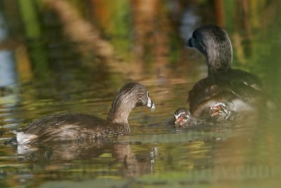 _MG_4151 Pied-billed Grebe.jpg
