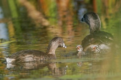 _MG_4152 Pied-billed Grebe.jpg