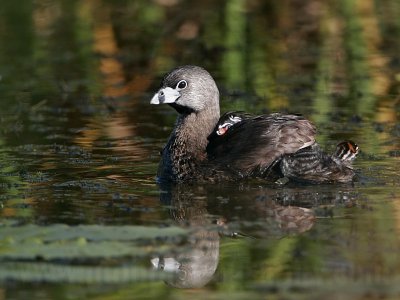 _MG_4330 Pied-billed Grebe.jpg