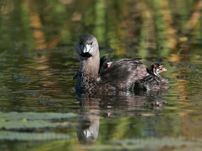 _MG_4336 Pied-billed Grebe.jpg
