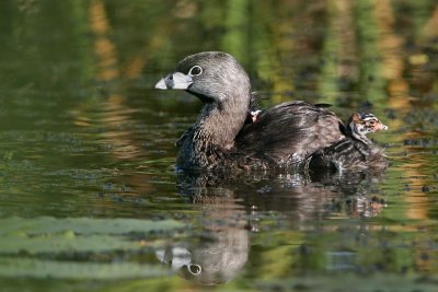 _MG_4339 Pied-billed Grebe.jpg