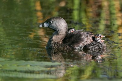 _MG_4355 Pied-billed Grebe.jpg