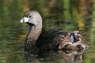 _MG_4447 Pied-billed Grebe.jpg
