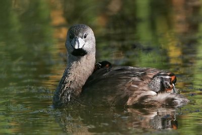 _MG_4450 Pied-billed Grebe.jpg
