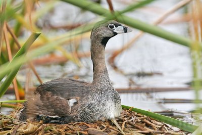 _MG_8074 Pied-billed Grebe.jpg