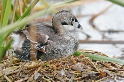 _MG_8077 Pied-billed Grebe.jpg