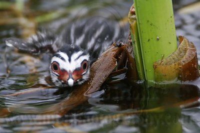 _MG_7380 Pied-billed Grebe.jpg