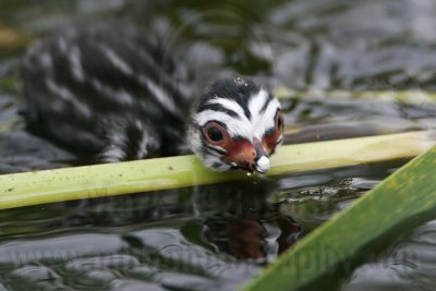 _MG_7387 Pied-billed Grebe.jpg