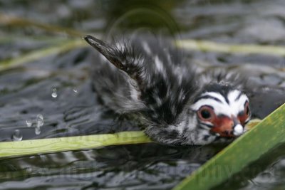 _MG_7390 Pied-billed Grebe.jpg