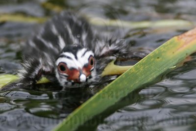 _MG_7391 Pied-billed Grebe.jpg