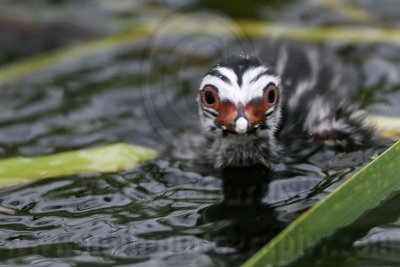 _MG_7392 Pied-billed Grebe.jpg