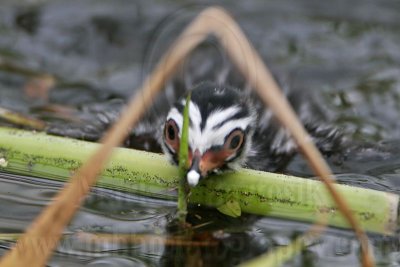 _MG_7399 Pied-billed Grebe.jpg
