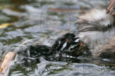 _MG_7416 Pied-billed Grebe.jpg