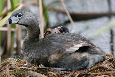 _MG_7536 Pied-billed Grebe.jpg