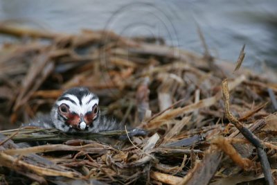 _MG_7698 Pied-billed Grebe.jpg